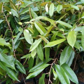 bibit durian bawor okulasi cepat berbuah Pekalongan