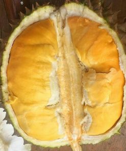 bibit durian bawor Salatiga