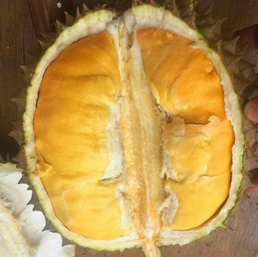 bibit durian bawor Salatiga
