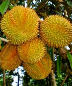 bibit durian bawor super Banjar
