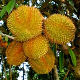 bibit durian bawor super Banjar