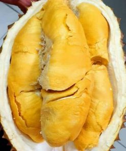 bibit durian bawor super berkualitas Tangerang
