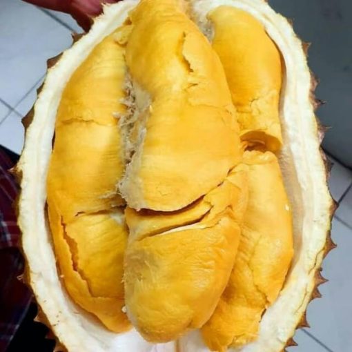 bibit durian bawor super berkualitas Tangerang