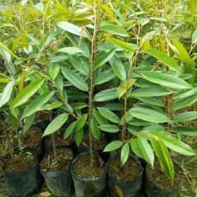 bibit durian bawor super Papua Barat
