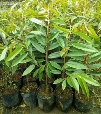 bibit durian bawor super Papua Barat