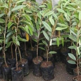 Bibit Durian Bawor Super Sorong