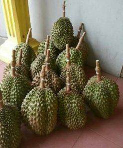 bibit durian bawor super Sumatra Utara