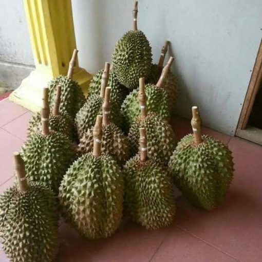 bibit durian bawor super Sumatra Utara