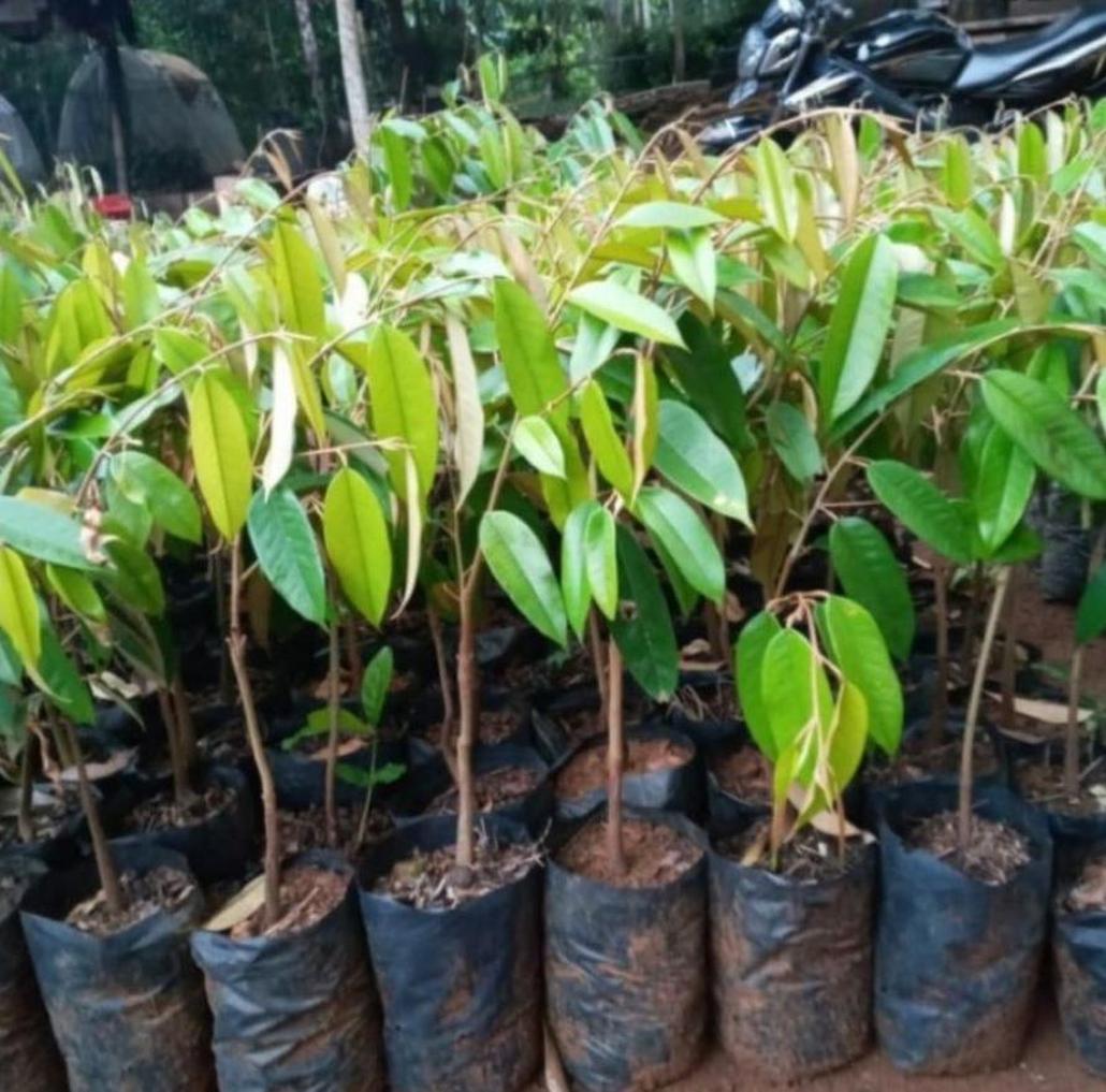 Gambar Produk Bibit Durian Cangkok Jual Musang King Super Unggulan Hasil Dan Okulasi Bengkulu Tengah