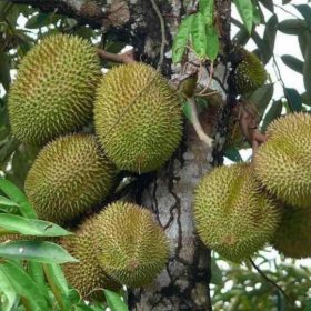 Bibit Durian Cangkok Jual Musang King Super Unggulan Hasil Dan Okulasi Kepahiang