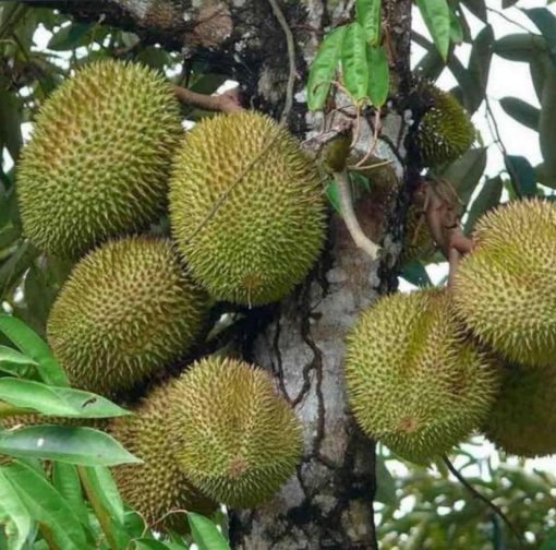 Bibit Durian Cangkok Jual Musang King Super Unggulan Hasil Dan Okulasi Kepahiang