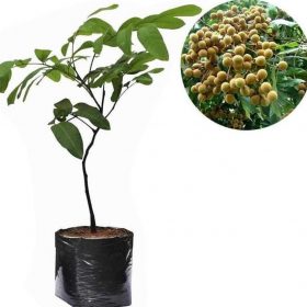 Bibit Durian Cangkok New Lengkeng Aroma Okulasi Atau Pohon Bolaang Mongondow Timur