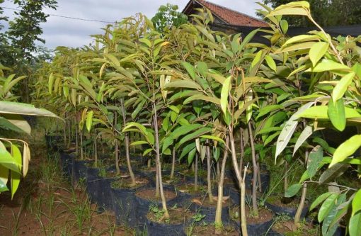 Bibit Durian Duri Hitam Black Thorn Tinggi 60Cm Banyumas
