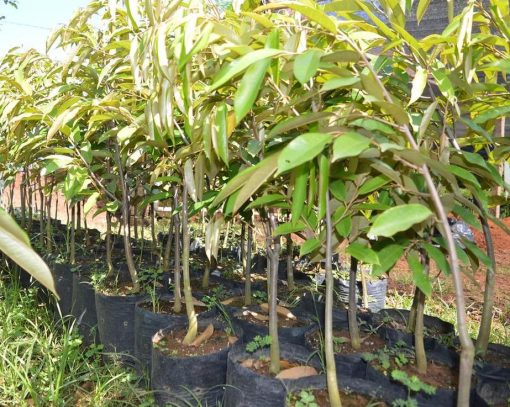 Bibit Durian Duri Hitam Black Thorn Tinggi 60Cm Bone