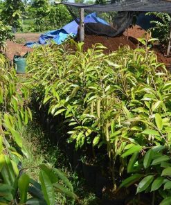 Bibit Durian Duri Hitam Black Thorn Tinggi 60Cm Pati