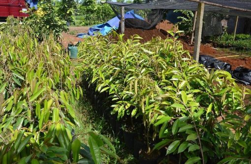 Bibit Durian Duri Hitam Black Thorn Tinggi 60Cm Pati