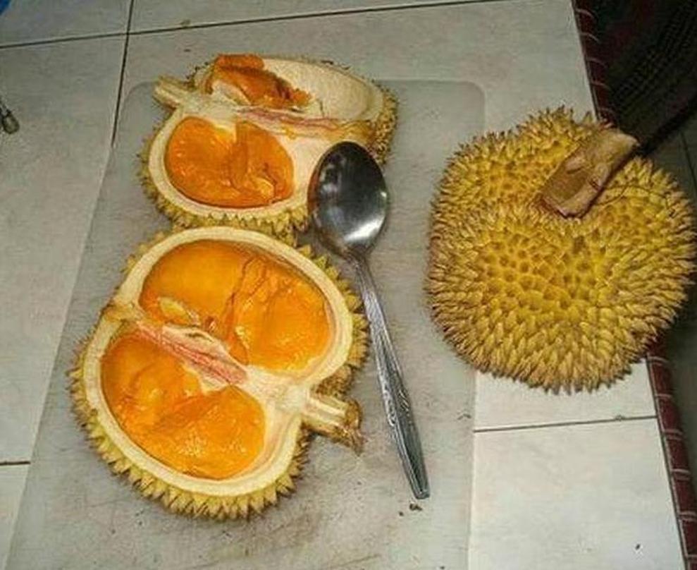 Gambar Produk Bibit Durian Duri Hitam Diskon Oche Okulasi Murah Belitung Timur