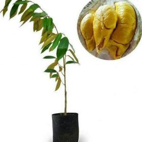 Bibit Durian Duri Hitam Diskon Oche Okulasi Murah Nagan Raya