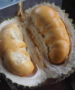 bibit durian duri hitam durian oche d24 Sulawesi Utara