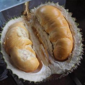 bibit durian duri hitam durian oche d24 Sulawesi Utara