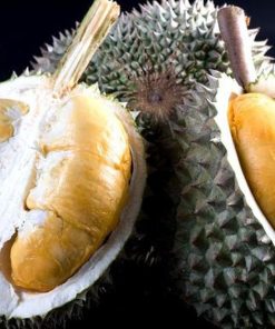 Bibit Durian Duri Hitam Jember