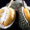 bibit durian duri hitam Kalimantan Selatan