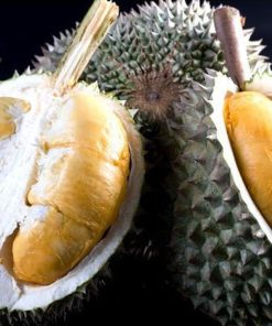 bibit durian duri hitam Kalimantan Selatan