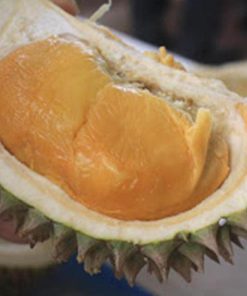Bibit Durian Duri Hitam Kualitas Super Dengan Buah Yang Mantap Kutai Barat