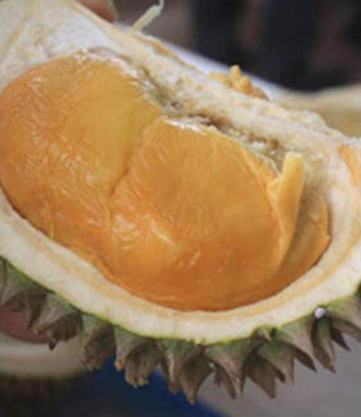 Bibit Durian Duri Hitam Kualitas Super Dengan Buah Yang Mantap Kutai Barat