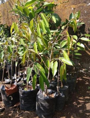 Bibit Durian Duri Hitam Kualitas Super Dengan Buah Yang Mantap Lembata