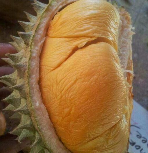 Bibit Durian Duri Hitam Murah Ochee Barito Selatan