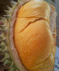 Bibit Durian Duri Hitam Murah Ochee Mojokerto
