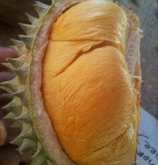 Bibit Durian Duri Hitam Murah Ochee Mojokerto