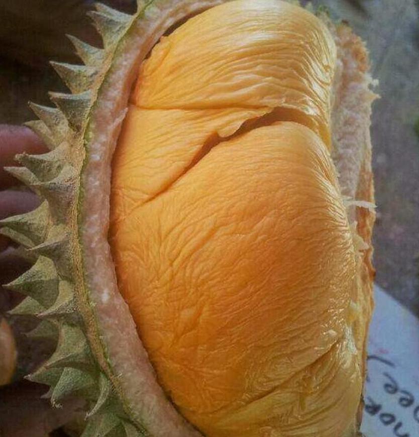 Gambar Produk Bibit Durian Duri Hitam Murah Ochee Mojokerto