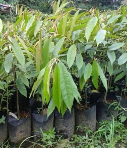 Bibit Durian Duri Hitam Oche Okulasi Donggala