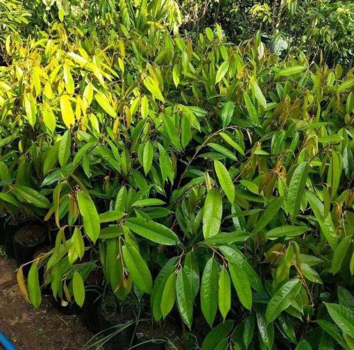 Bibit Durian Duri Hitam Oche Okulasi Gorontalo Utara