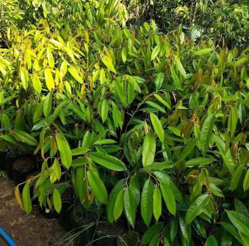 Bibit Durian Duri Hitam Oche Okulasi Sikka