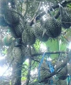 Bibit Durian Duri Hitam - Ochee Aceh Barat Daya