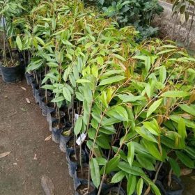 Bibit Durian Duri Hitam P Oche Okulasi Humbang Hasundutan