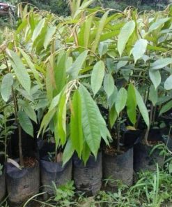 Bibit Durian Duri Hitam P Oche Okulasi Lanny Jaya