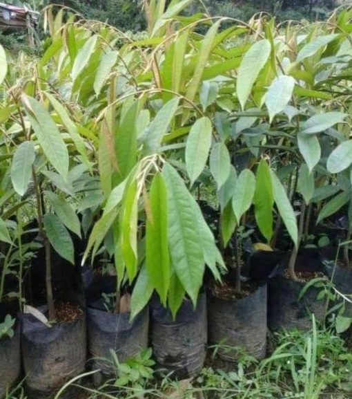 Bibit Durian Duri Hitam P Oche Okulasi Lanny Jaya