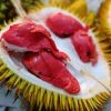bibit durian merah banyuwangi okulasi original Aceh