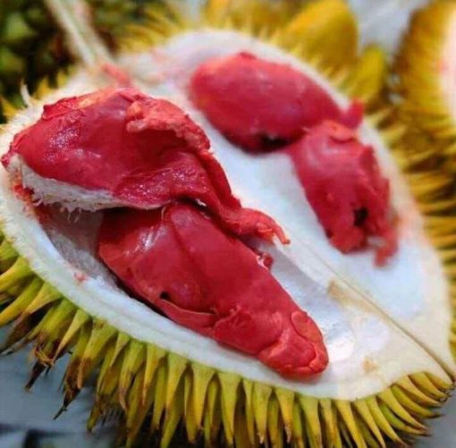 bibit durian merah banyuwangi okulasi original Aceh