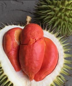 bibit durian merah Jambi