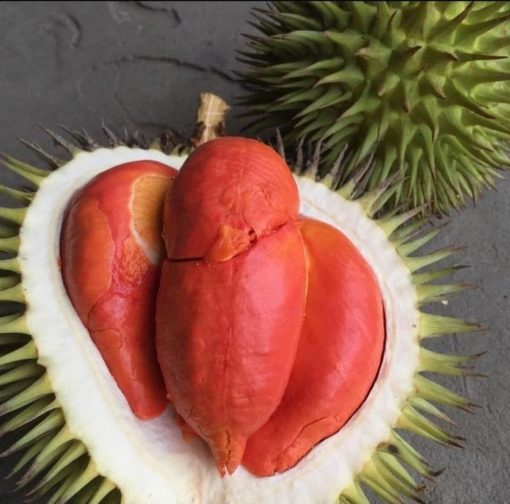 bibit durian merah Jambi
