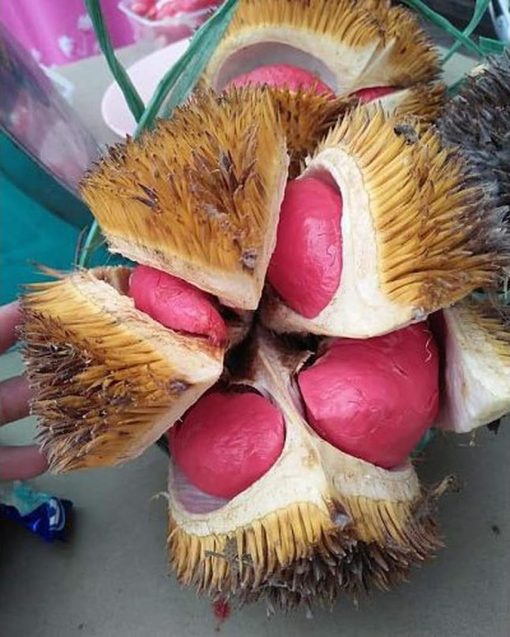 bibit durian merah kaki tiga Sibolga
