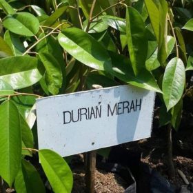 bibit durian merah okulasi Jawa Tengah