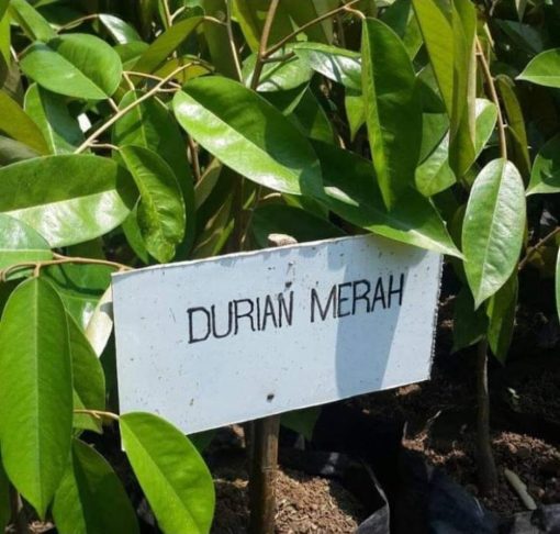 bibit durian merah okulasi Jawa Tengah