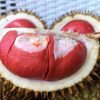 bibit durian merah super berkualitas unggul Jawa Barat