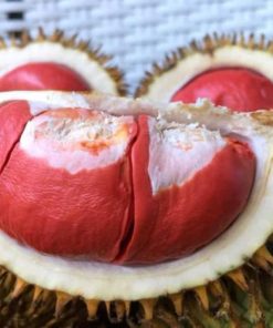 bibit durian merah super berkualitas unggul Jawa Barat